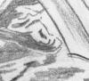serpentor7x4.jpg